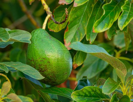 Photo for Ripe avocado fruits on the branches of an avocado tree on a sunny summer day. - Royalty Free Image