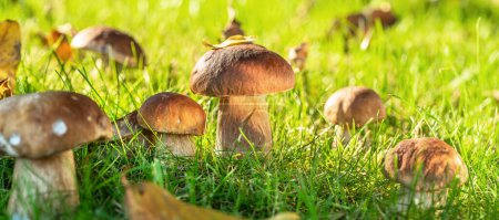 Photo for Porcini mushrooms between fresh green grass in the sunny forest. Close-up. - Royalty Free Image