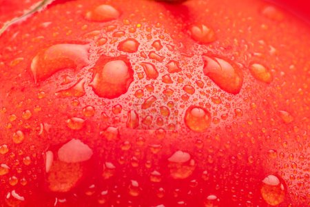 Téléchargez les photos : Tomate recouverte de gouttes d'eau gros plan. Macro shot. - en image libre de droit
