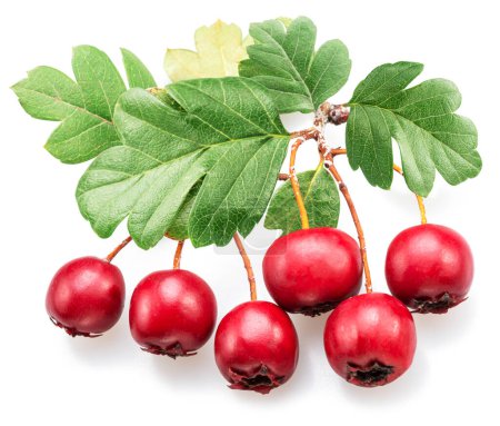 Photo for Branch of  common hawthorn with berries isolated on white background. - Royalty Free Image