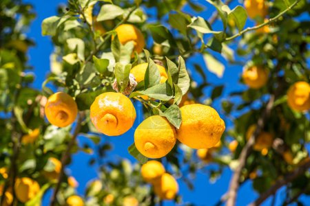 Foto de Frutos maduros de limón sobre limonero y cielo azul al fondo. Ver a continuación primer plano. - Imagen libre de derechos