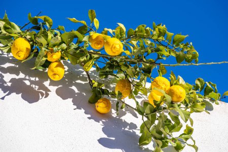 Téléchargez les photos : Fruits mûrs de citron sur la branche de citron, ciel bleu et mur blanc du bâtiment à l'arrière-plan. Vue ci-dessous. - en image libre de droit