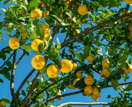 Téléchargez les photos : Fruits de citron mûrs sur le citronnier et ciel bleu en arrière-plan. Vue du citronnier d'en bas. - en image libre de droit