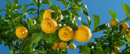 Téléchargez les photos : Fruits de citron mûrs sur le citronnier et ciel bleu en arrière-plan. Vue d'en bas. - en image libre de droit