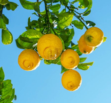 Photo for Ripe lemon fruits on lemon tree and blue sky at the background. View from below. - Royalty Free Image