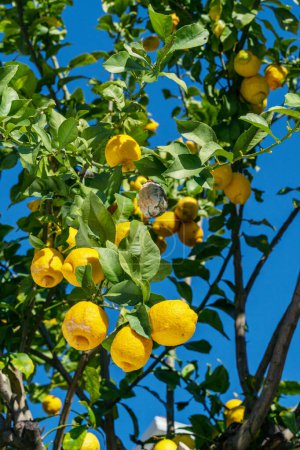 Foto de Frutos maduros de limón sobre limonero y cielo azul al fondo. - Imagen libre de derechos
