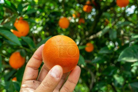 Téléchargez les photos : Fruit orange mûr à la main masculine et oranger à l'arrière-plan. - en image libre de droit