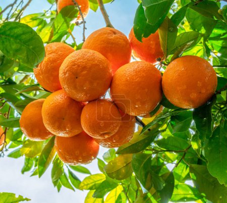 Téléchargez les photos : Fruits orange mûrs sur oranger entre un feuillage luxuriant. Vue d'en bas. - en image libre de droit