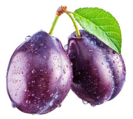 Photo for Ripe prune plums covered with water drops on white background. Clipping path. - Royalty Free Image