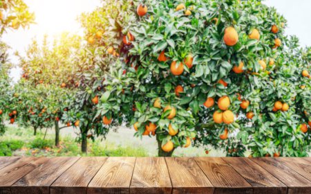 Photo for Empty wooden board or table top and blurred orange orchard. Place your product display. - Royalty Free Image