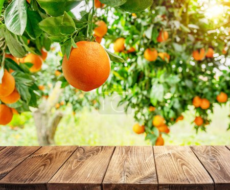 Photo for Empty wooden board or table top and blurred orange orchard. Place your product display. - Royalty Free Image