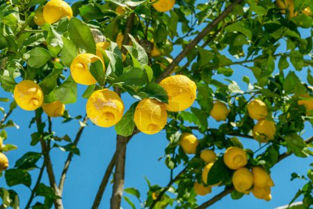 Téléchargez les photos : Fruits de citron mûrs sur le citronnier et ciel bleu en arrière-plan. Gros plan. - en image libre de droit