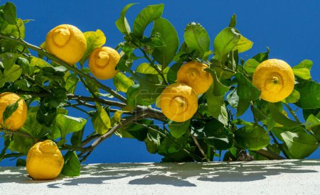 Foto de Frutos maduros de limón sobre limonero y cielo azul al fondo. Vista desde abajo. - Imagen libre de derechos