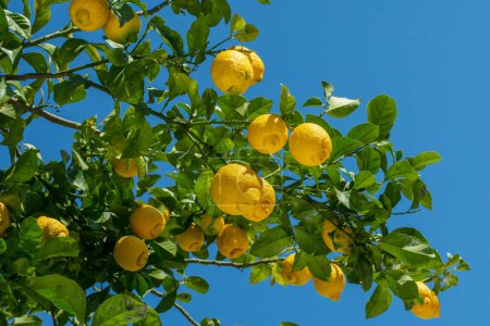 Téléchargez les photos : Fruits de citron mûrs sur le citronnier et ciel bleu en arrière-plan. - en image libre de droit