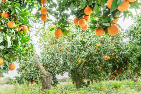 Téléchargez les photos : Orangers ou agrumes sinensis presque couverts d'oranges. Grande récolte dans le verger. - en image libre de droit