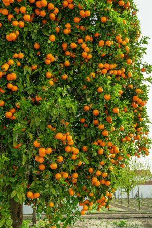 Foto de Naranjo o cítricos sinensis casi cubiertos de naranjas. Gran cosecha en el huerto. - Imagen libre de derechos
