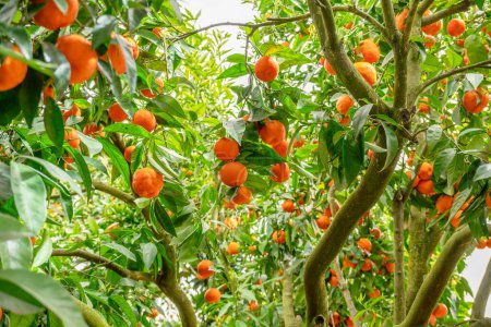 Foto de Árbol de mandarina o mandarina cítrica completamente cubierto de frutas maduras. Gran cosecha en el huerto. - Imagen libre de derechos