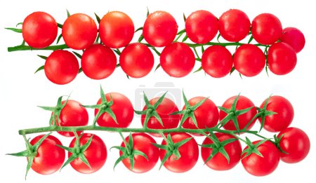 Foto de Tomates rojos cereza en rama con gotas de agua aisladas sobre fondo blanco. - Imagen libre de derechos