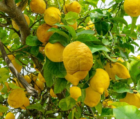 Téléchargez les photos : Beaucoup de fruits mûrs de citron sur le citronnier et le ciel bleu en arrière-plan. Vue ci-dessous. - en image libre de droit