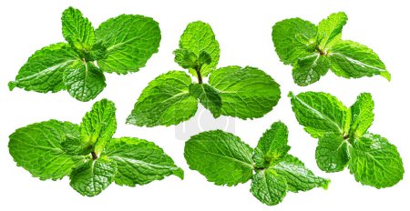 Photo for Set of green fresh mint leaves isolated on white background. File contains clipping paths. - Royalty Free Image
