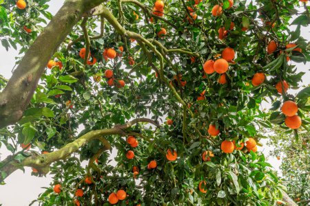Téléchargez les photos : Orangers ou agrumes sinensis presque couverts d'oranges. Grande récolte dans le verger. - en image libre de droit