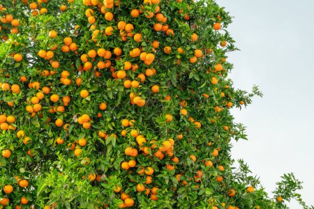 Téléchargez les photos : Oranger ou agrumes sinensis presque couverts d'oranges. Grande récolte dans le verger. - en image libre de droit