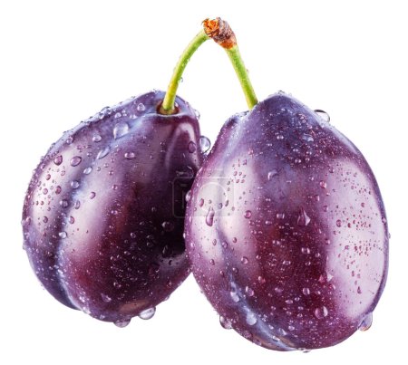 Photo for Ripe prune plums covered with water drops on white background. Clipping path. - Royalty Free Image