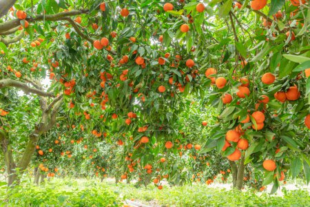 Téléchargez les photos : Tangerinier ou mandarine d'agrumes complètement recouvert de fruits mûrs. Grande récolte dans le verger. - en image libre de droit
