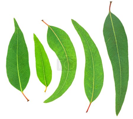 Téléchargez les photos : Ensemble de feuilles fraîches d'eucalyptus sur fond blanc. Fichier contient des chemins de coupe. - en image libre de droit