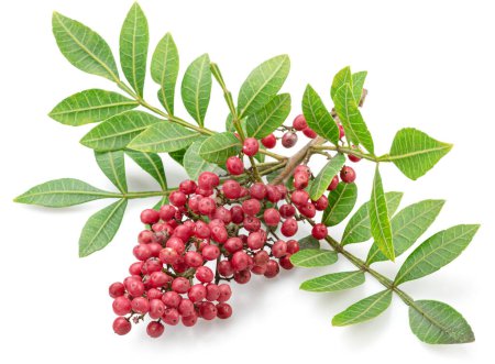 Photo for Fresh pink peppercorns on branch with green leaves isolated on white background. - Royalty Free Image