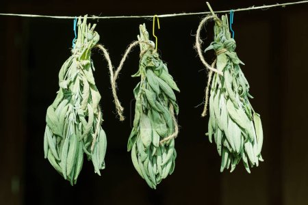 Foto de Manojo de salvia verde deja secar en el aire. Hierbas medicinales, aromaterapia y fumigación. - Imagen libre de derechos