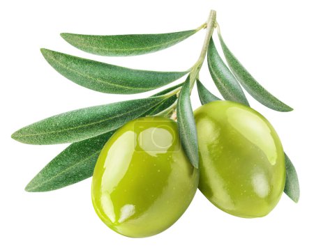 Zwei grüne Olivenbeeren auf Olivenzweig auf weißem Hintergrund. Datei enthält Schnittpfad.
