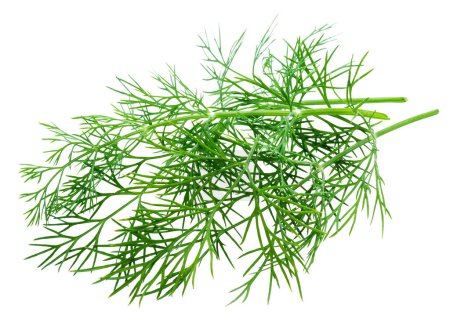 Photo for Fresh green dill isolated on white background. - Royalty Free Image