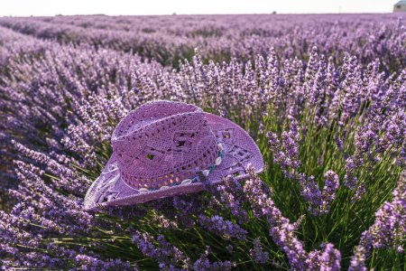 Téléchargez les photos : Chapeau de soleil violet sur le buisson de lavande dans le champ de lavande en fleur. Brihuega, Espagne. - en image libre de droit