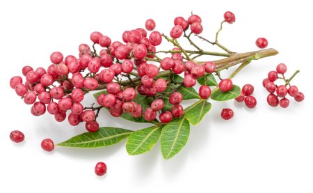 Photo for Fresh pink peppercorns on branch with green leaves isolated on white background. - Royalty Free Image
