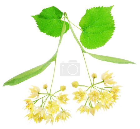 Linden flowers or lime tree flowers isolated on white background.