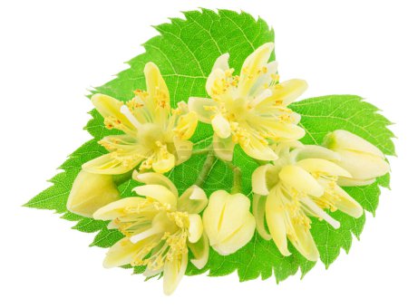 Linden flowers or lime tree flowers on white background. File contains clipping path.