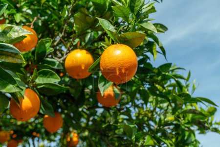 Foto de Frutos anaranjados maduros en naranjo entre exuberante follaje. Vista desde abajo. Primer plano. - Imagen libre de derechos