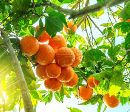 Téléchargez les photos : Fruits orange mûrs sur oranger entre un feuillage luxuriant. Vue d'en bas. - en image libre de droit