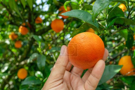 Téléchargez les photos : Fruit orange mûr à la main masculine et oranger à l'arrière-plan. - en image libre de droit