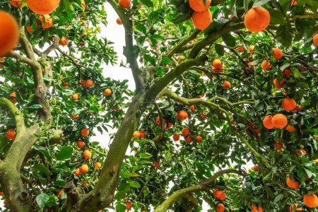 Photo for Ripe orange fruits and blooming orange tree close up. - Royalty Free Image
