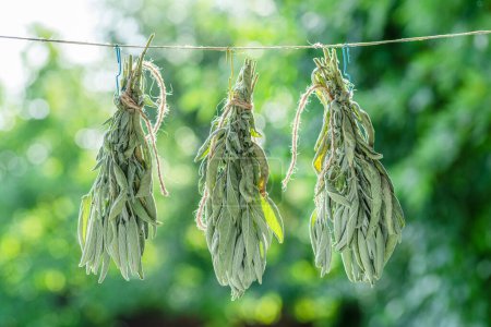 Bunch of  green sage leaves drying on air. Herbs for medicine, aromatherapy and fumigation.