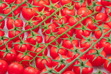 Téléchargez les photos : Beaucoup de branches de tomates cerises rouges recouvertes de petites gouttes d'eau. Vue du dessus. - en image libre de droit
