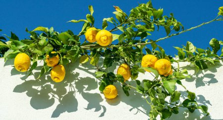 Téléchargez les photos : Fruits mûrs de citron sur la branche de citron, ciel bleu et mur blanc du bâtiment à l'arrière-plan. Vue d'en bas. - en image libre de droit