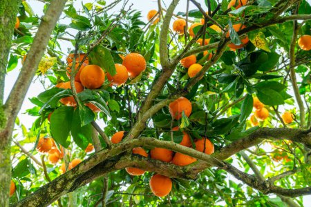 Foto de Frutos anaranjados maduros en naranjo entre exuberante follaje. Vista desde abajo. - Imagen libre de derechos