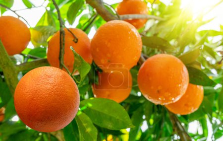 Photo for Ripe orange fruits on orange tree between lush foliage. View from below. Close-up. - Royalty Free Image