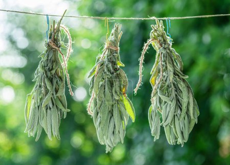 Bunch of  green sage leaves drying on air. Herbs for medicine, aromatherapy and fumigation.