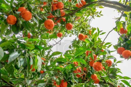 Téléchargez les photos : Tangerinier ou mandarine d'agrumes complètement recouvert de fruits mûrs. Grande récolte dans le verger. - en image libre de droit