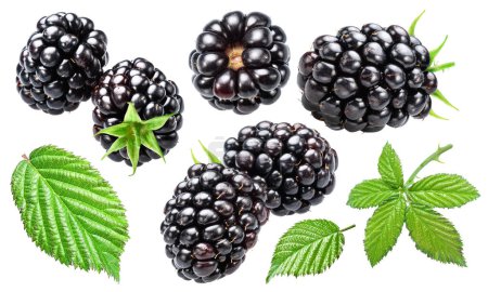 Photo for Set of blackberries and blackberry leaves and blackberries leaves on white background. File contains clipping paths. - Royalty Free Image