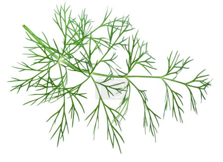 Fresh green dill isolated on white background.